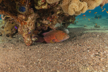 Fish swimming in the Red Sea, colorful fish, Eilat Israel
