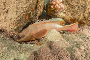 Fish swimming in the Red Sea, colorful fish, Eilat Israel
