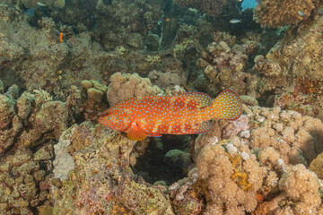 Fish swimming in the Red Sea, colorful fish, Eilat Israel
