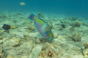 Fish swimming in the Red Sea, colorful fish, Eilat Israel
