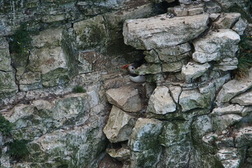 An Atlantic Puffin (Fratercula arctica) on Bempton Cliffs, East Riding of Yorkshire, UK	