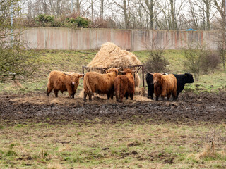 Scottish Highland Cattle