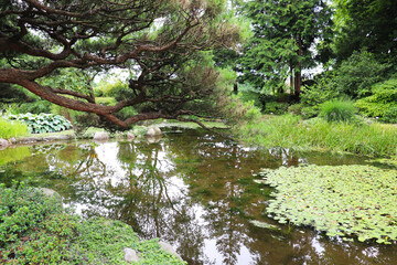summer landscape. corner of the Japanese garden in the summer park