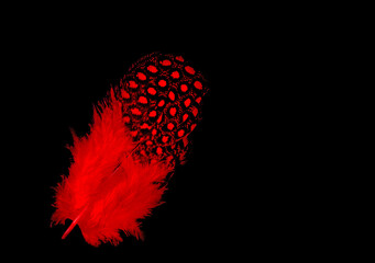close up of the feather plumage red isolated on black background