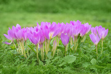 Purple flowers colchicum, autumn crocus on green background. Beautiful flower with purple petals.