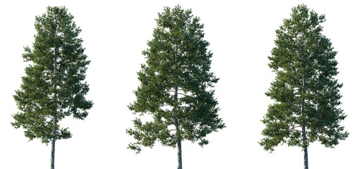 Set of Ilex aquifolium (the holly, common holly, English holly, European holly, Christmas holly) frontal set street trees isolated png in sunny daylight on a transparent background perfectly cutout