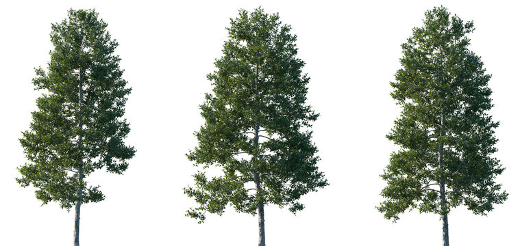 Set of Ilex aquifolium (the holly, common holly, English holly, European holly, Christmas holly) frontal set street trees isolated png in sunny daylight on a transparent background perfectly cutout