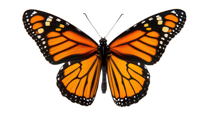 monarch butterfly, isolated transparent png background
