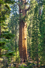 Sequoia National Park and Kings Canyon. Giant sequoia trees, forest trails, wooden fence and hiking trail, Kings River Canyons