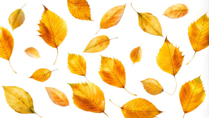 Fototapeta premium Yellow autumn leaves, falling flying, isolated on white background, fall, autumn concept