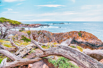 Point Lobos State Natural Reserve, Carmel, Monterey County, California, United States of America