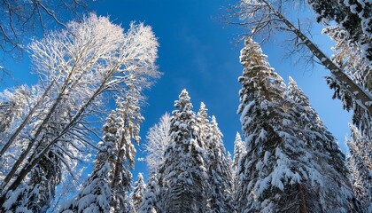 Tall, snow-covered trees reach up towards a blue sky on a bright, winter day