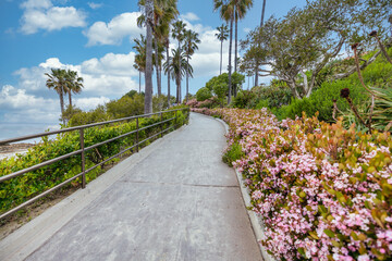 Laguna Beach ocean shoreline with palm trees at Treasure Island Park, Orange County, California USA