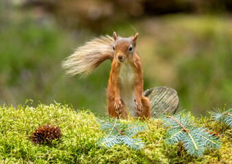 Adorable little scottish red squirrel in the undergrowth in the woodland