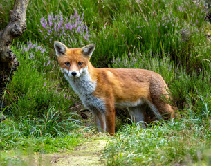 Beautiful young male fox searching in the forest for food