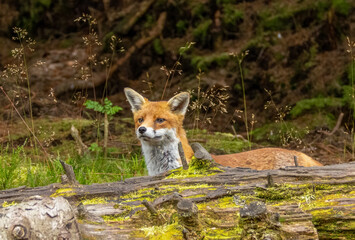 Beautiful young male fox searching in the forest for food