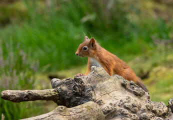 Adorable little scottish red squirrel in the undergrowth in the woodland