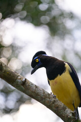 Pompom jay in the brasilian forest. High quality photo