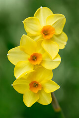 Beautiful narcissus martinette flower closeup. Three bright yellow daffodils on a green background. Flower postcard.