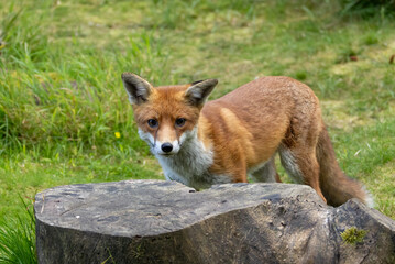 Beautiful young male fox searching in the forest for food