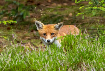 Beautiful young male fox searching in the forest for food