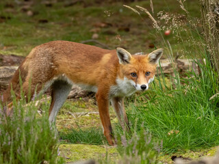 Obraz premium Beautiful young male fox searching in the forest for food
