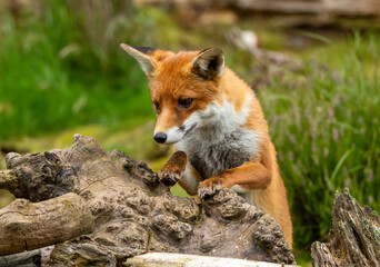 Beautiful young male fox searching in the forest for food