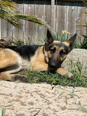 German shepherd 
