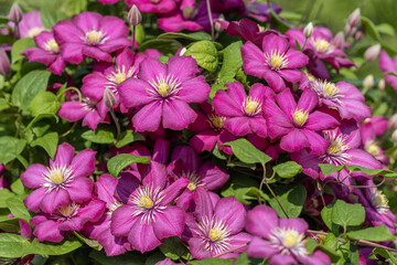 Beautiful clematis garden flower with pink petals. The Ville de Lyon variety. Pink flower, nature background.