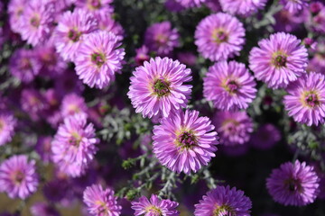 栽培中の食用菊 山形県庄内