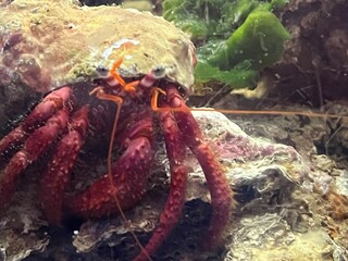 crab on the rock