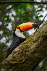 Fototapeta premium Toco Tucan smiling. High quality photo