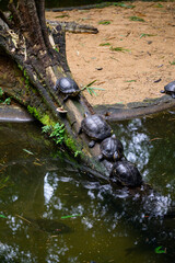 water turtle on the trunk. High quality photo