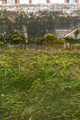 A detailed close-up of moss and algae growing on the wall of a canal lock