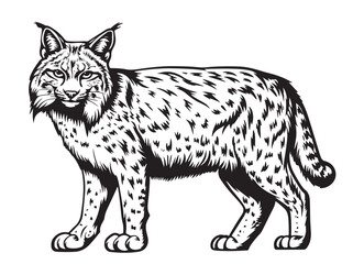 Lynx sleeping . Sketch, drawn, graphic portrait of a lynx on a white background © BigJoy