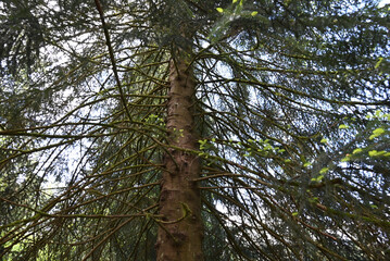 Fototapeta premium trees and sky