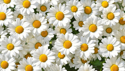 Daisies pattern illustration