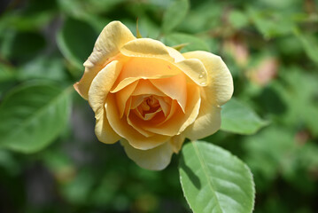 yellow rose