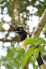 Pompom jay in the brasilian forest. High quality photo