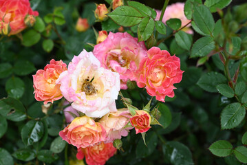 Obraz premium Roses in garden