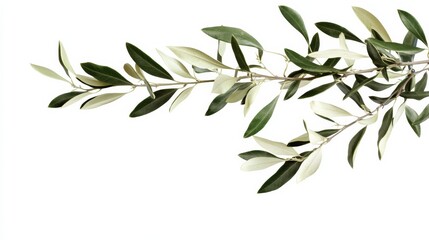 branch of a olive tree with leaves isolated on white or transparent , Generative AI