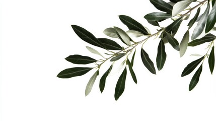 branch of a olive tree with leaves isolated on white or transparent , Generative AI