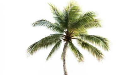 Obraz premium A palm tree is standing tall and alone on a white background
