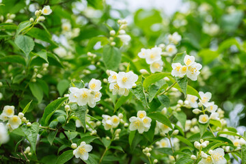 Lush jasmine shrub in the garden. White fragrant jasmine flowers on sunny day. Floral background.