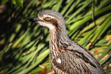 Bush Stone-curlew close up with beak in the shadows and a bright green leafy background