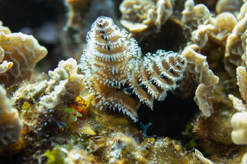 Christmas tree worm in pale yellow
