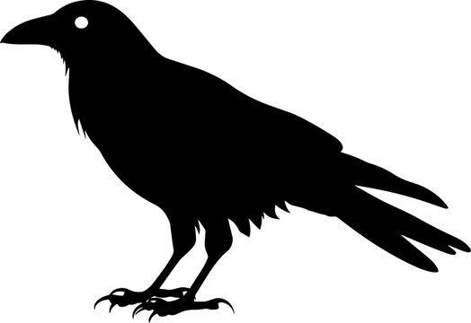 crow on a white