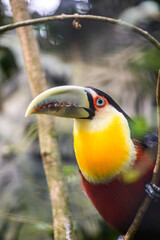 Green beaked toucan. High quality photo