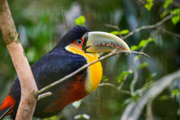 Green beaked toucan. High quality photo