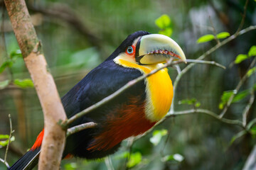 Green beaked toucan. High quality photo